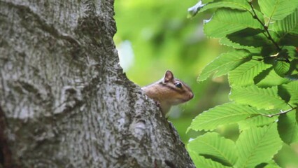 Wall Mural - Siberian chipmunk eating seeds on a tree branch