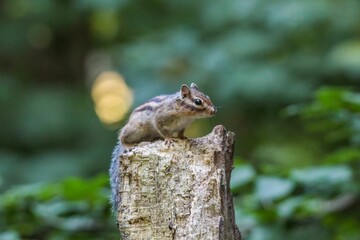 Sticker - Closeup of a small Siberian chipmunk perched on a tree with a blurry background