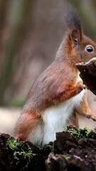 Wall Mural - Adorable Curious european squirrel standing and eating, vertical shot