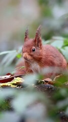 Sticker - Adorable portrait of a Curious european squirrel sitting through green leaves, vertical shot