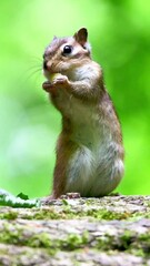 Wall Mural - Cute Siberian chipmunk eating on a tree branch with green blur background, vertical shot