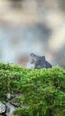 Canvas Print - Tundra vole on grass land with blur background, vertical shot