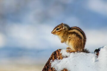 Sticker - Chipmunk perched on a wooden surface, with a layer of snow dusting the top