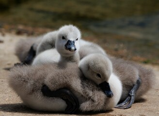 Sticker - Cute cygnets resting peacefully near a lake