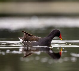 Sticker - Lyska (Gallinula chloropus) swimming in a lake