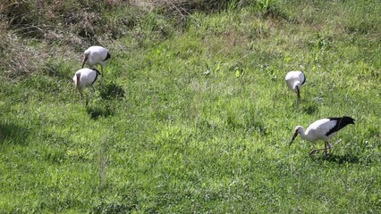 Canvas Print - Herd of white storks searching for food on grass meadow on a sunny day