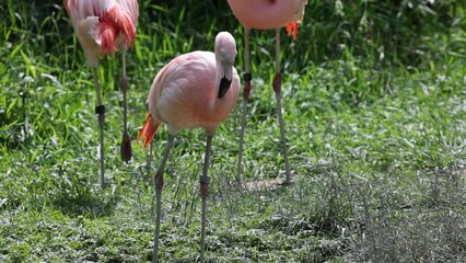 Canvas Print - Closeup of Chilean flamingo birds walking on grass meadow on a sunny day