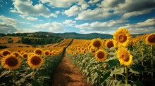 Journey Through Vivid Path In An Endless, Vibrant Sunflower Field, Sunflowers Rise Tall, Their Golden Petals Reflecting The Sun's Warmth, Cloudy Sky, With Rolling Hills In The Distance