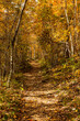 Hiking trail in the fall with yellow and orange leaves