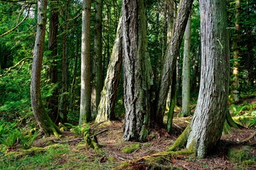 Sticker - Old-growth forest on Salt Spring Island, BC Canada.