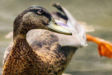 Poster - Duck stands in a pond or lake with its beak closed in an inquisitive pose