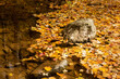 Stone in a river separating the many autumn leaves in the water