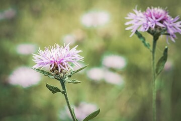 Wall Mural - vibrant purple cornflower blue flowers in a lush garden of pink flowers,