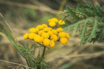 Canvas Print - Vibrant yellow Common tansy flower blooms amongst lush green grass