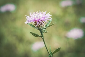 Wall Mural - Vibrant pink Cornflower blue wildflower in a sun-drenched meadow, surrounded by lush green grass