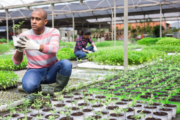 Team of farmers work in greenhouse - cultivating and caring for plants