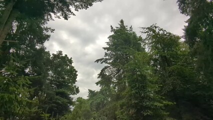 Poster - Low angle shot of green lush trees in a forest against a gray cloudy sky