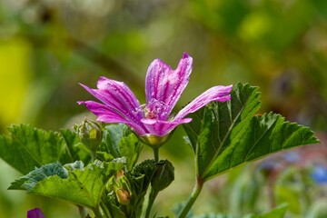 Wall Mural - closeup of a purple flower in a green garden