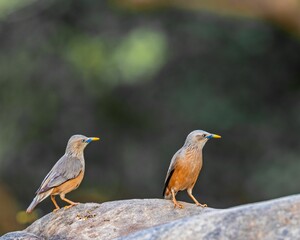 Canvas Print - Closeup of twp Chestnut Starlings perched on a rock