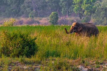 Poster - Majestic elephant walking through a lush grassy field near tall trees and dense brush