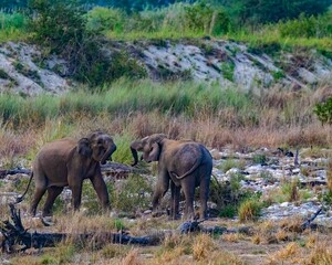 Poster - Large herd of elephants meandering through the landscape in unison