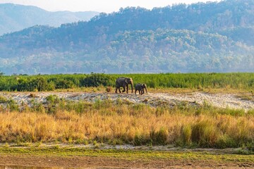 Poster - Large herd of elephants meandering through the landscape in unison