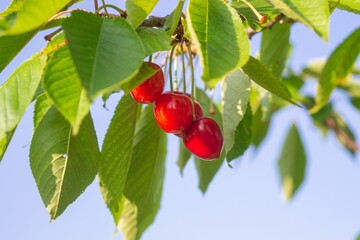 Canvas Print - Cherries hang on a lush green branch in the bright summer sun