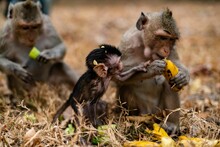 Baby Baboon And Its Mother Opening Banana In Selective Focus