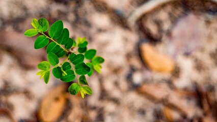 Poster - Top view of plant with small green leaves