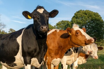 Wall Mural - Herd of cows grazing in a farm field on a sunny day in the countryside