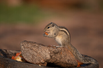 Sticker - Chipmunk in its natural habitat