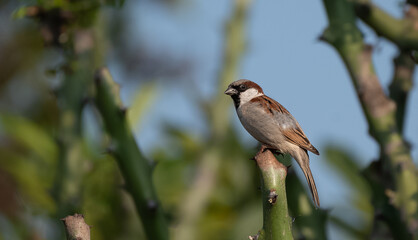 Poster - House sparrow (Passer domesticus) perched on a branch