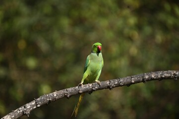 Canvas Print - Green parrot perched on a tree branch