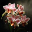 Orchide in ihrer schönsten Form und Pracht. Ultrarealistische Orchide, ein Bild das sehr Farbenfroh und lebendig. 