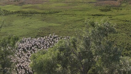 Wall Mural - A large flock of angora goats are pacing on green meadows in Turkey.