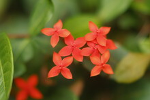 Ixora Coccinea Jungle Flame Tropical Shrub Plant Red Flowers