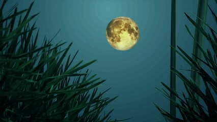 Wall Mural - Silhouette of palm leaves with Full Moon Background