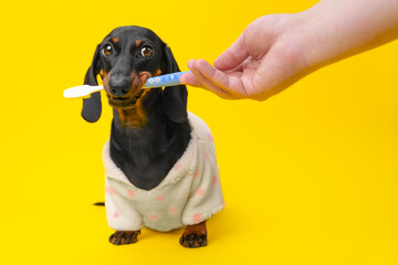 Dog in pajamas clenched its teeth, holds toothbrush in its mouth, looks warily at the veterinarian. Teaching a puppy to hygiene, brushing teeth, alert dachshund. Morning routine, hygiene, naughty baby