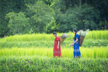 Pretty Girl Group Is Happy In Green Organic Thai Jasmine Rice Paddy Crop On A Plantation Field Growing During The Growing Season Agriculture Farming.