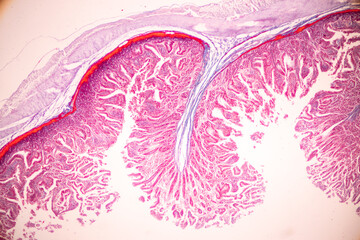 Wall Mural - Backgrounds of Characteristics Tissue of Human under microscope in biology lab.