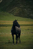 Fototapeta Konie - Georgia, Kazbegi Truso Valley National Park. A free mountain horse on a walk in the gorge on a cool autumn morning. A beautiful black horse walks and grazes on the green grass. Full-length portrait.