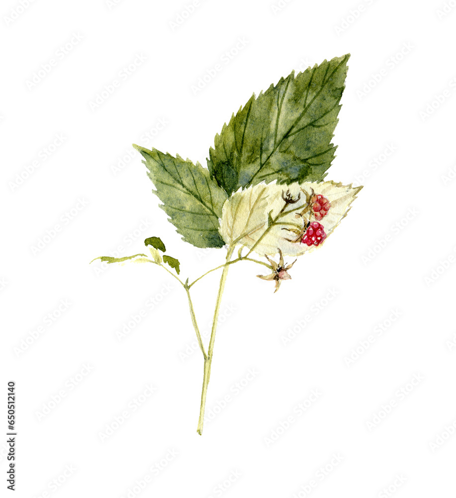 Wild Raspberry Drawing watercolor drawing branch of wild raspberry with leaves and berry ...