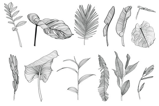 palm and monstera leaves big set, black and white with drawing line art illustration. isolated on wh