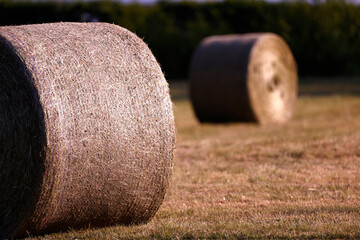 Wall Mural - Daily life in France. Agriculture.