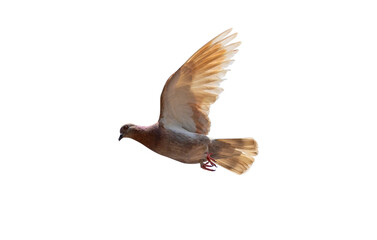 Wall Mural - A rock pigeon spreads its wings in the air. Transparent background PNG file.