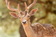 Portrait of two deer against a beautiful background out in the nature. Close up view.
