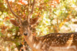 Deer portrait against a blurry background.
