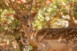 Deer portrait against a blurry background. Close up view.
