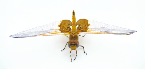 Carolina saddlebags dragonfly or dragon fly - Tramea carolina - a common flying insect during the summer day time hours.  Extreme detail macro shot Isolated on white background top front face view