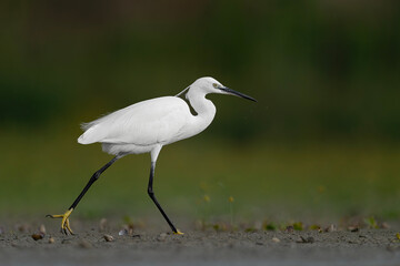 Wall Mural - Walking in the wetlands, the beautiful little egret (Egretta garzetta)